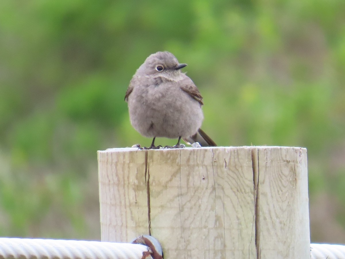 Townsend's Solitaire - ML617839936