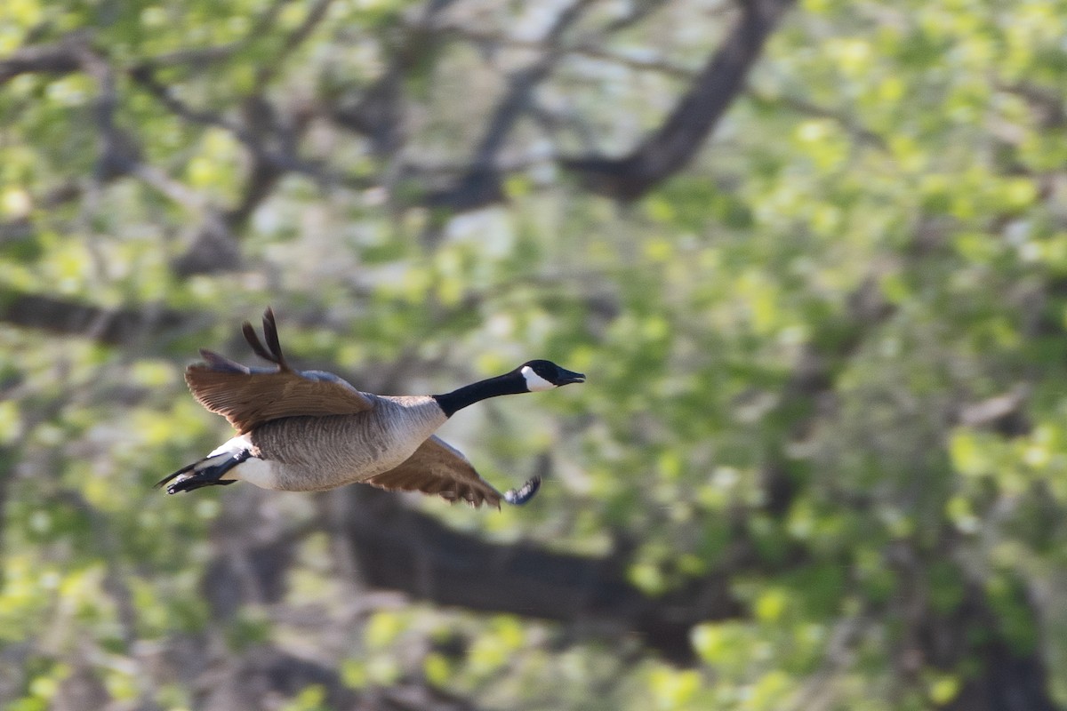 Canada Goose - Nate Gowan