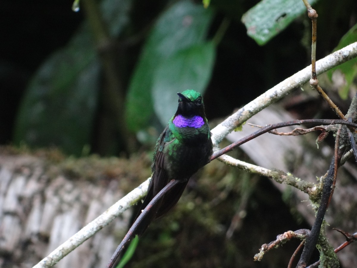 Black-throated Brilliant - Francisco Sornoza