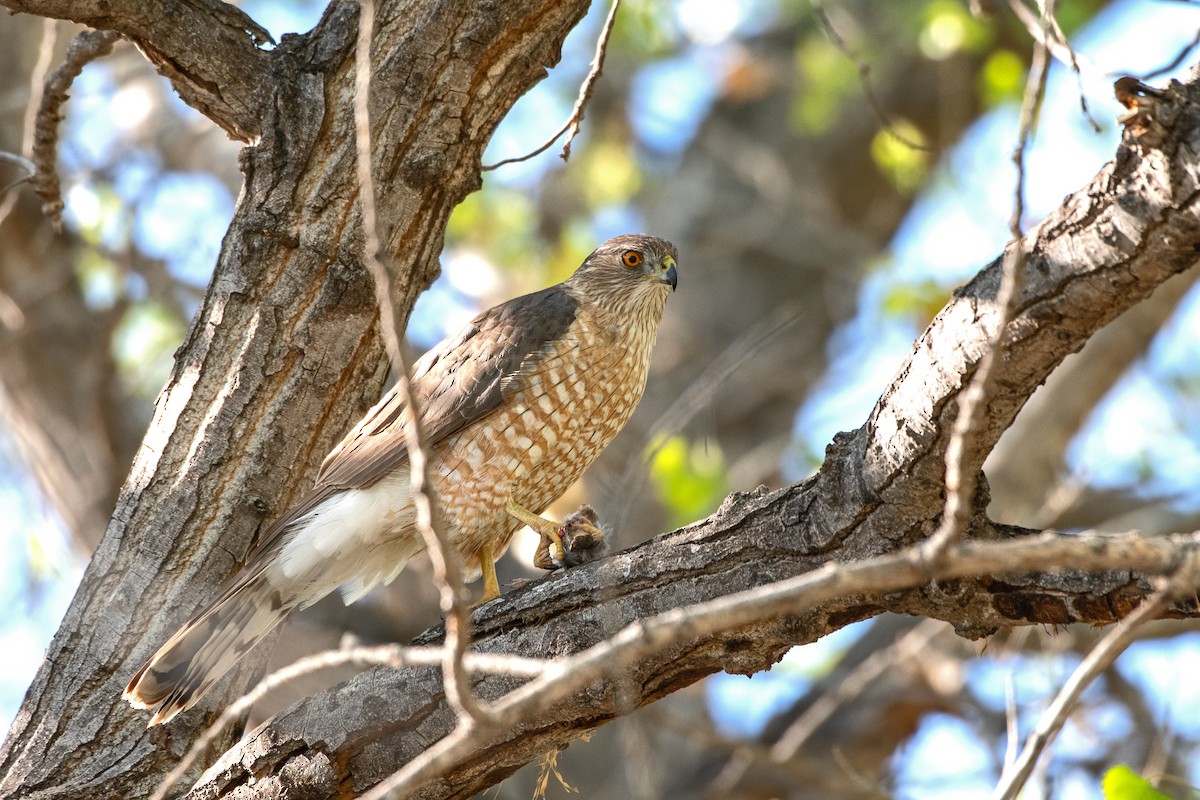 Cooper's Hawk - ML617839998