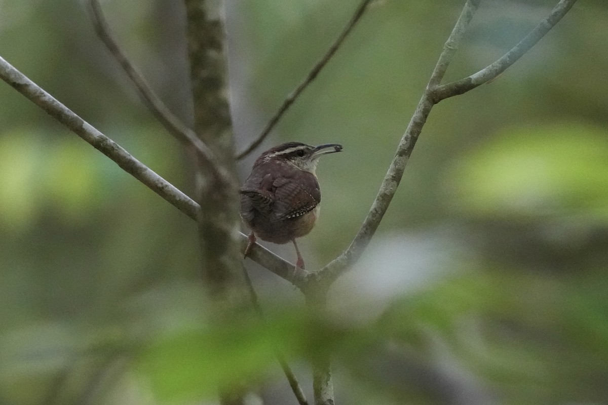 Carolina Wren - ML617840004