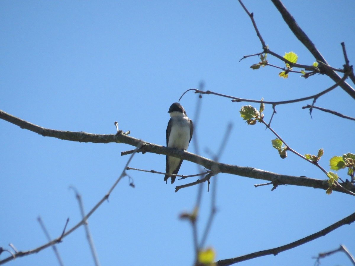Tree Swallow - AUDREY DOROFY