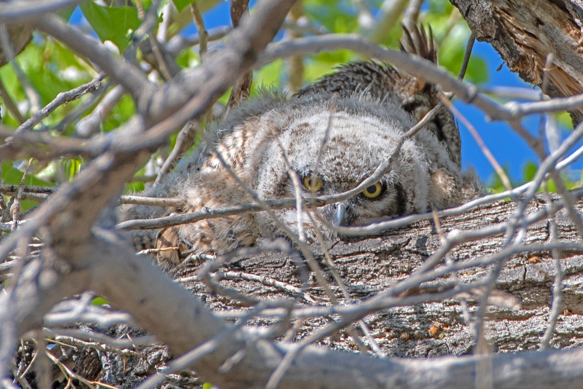 Great Horned Owl - ML617840023