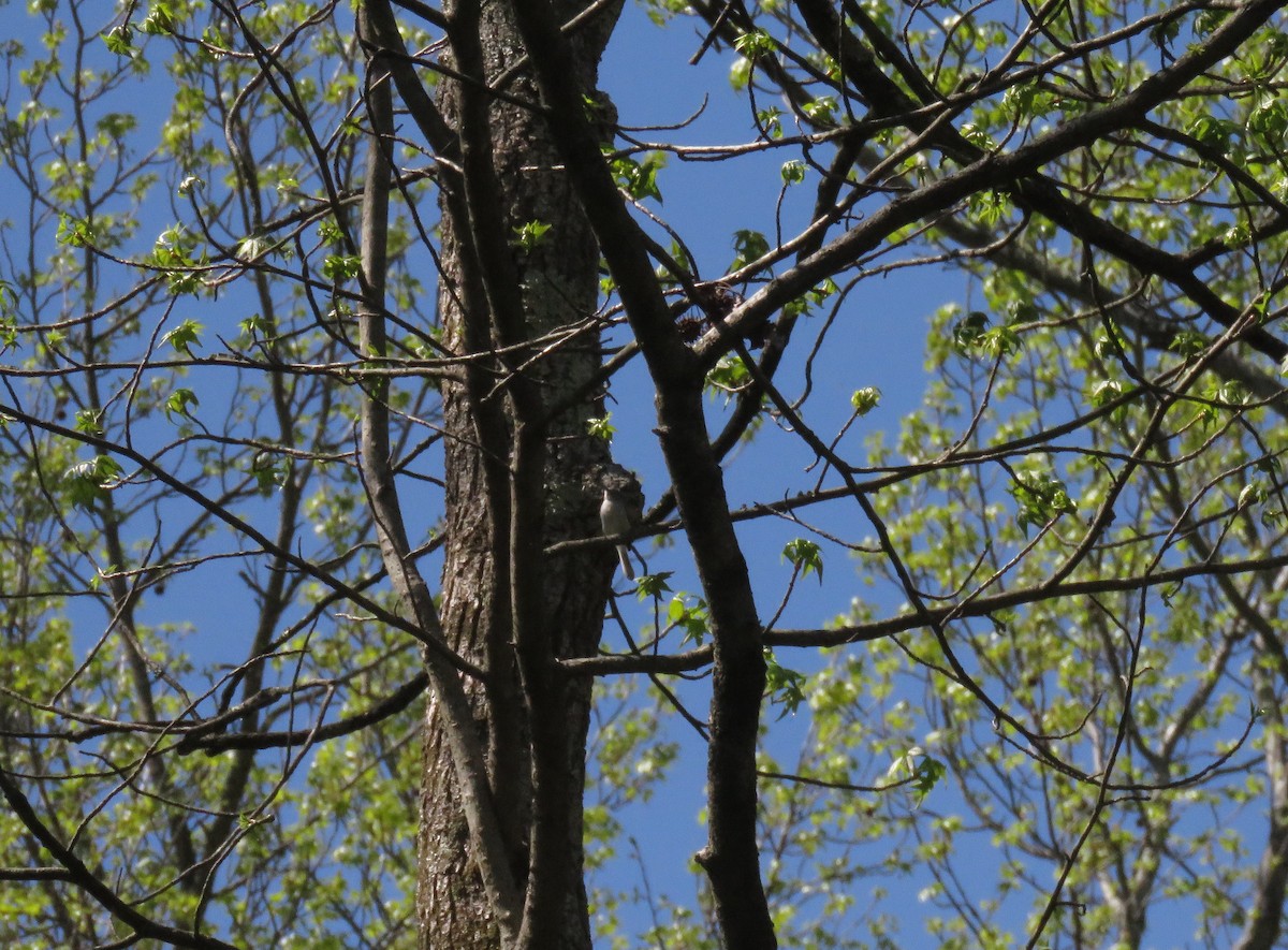 Blue-gray Gnatcatcher - AUDREY DOROFY