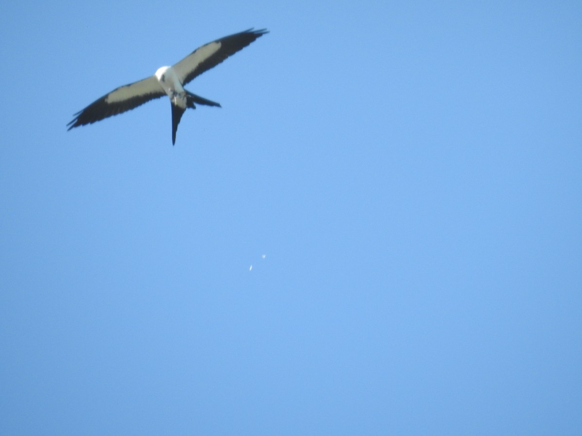Swallow-tailed Kite - ML617840035