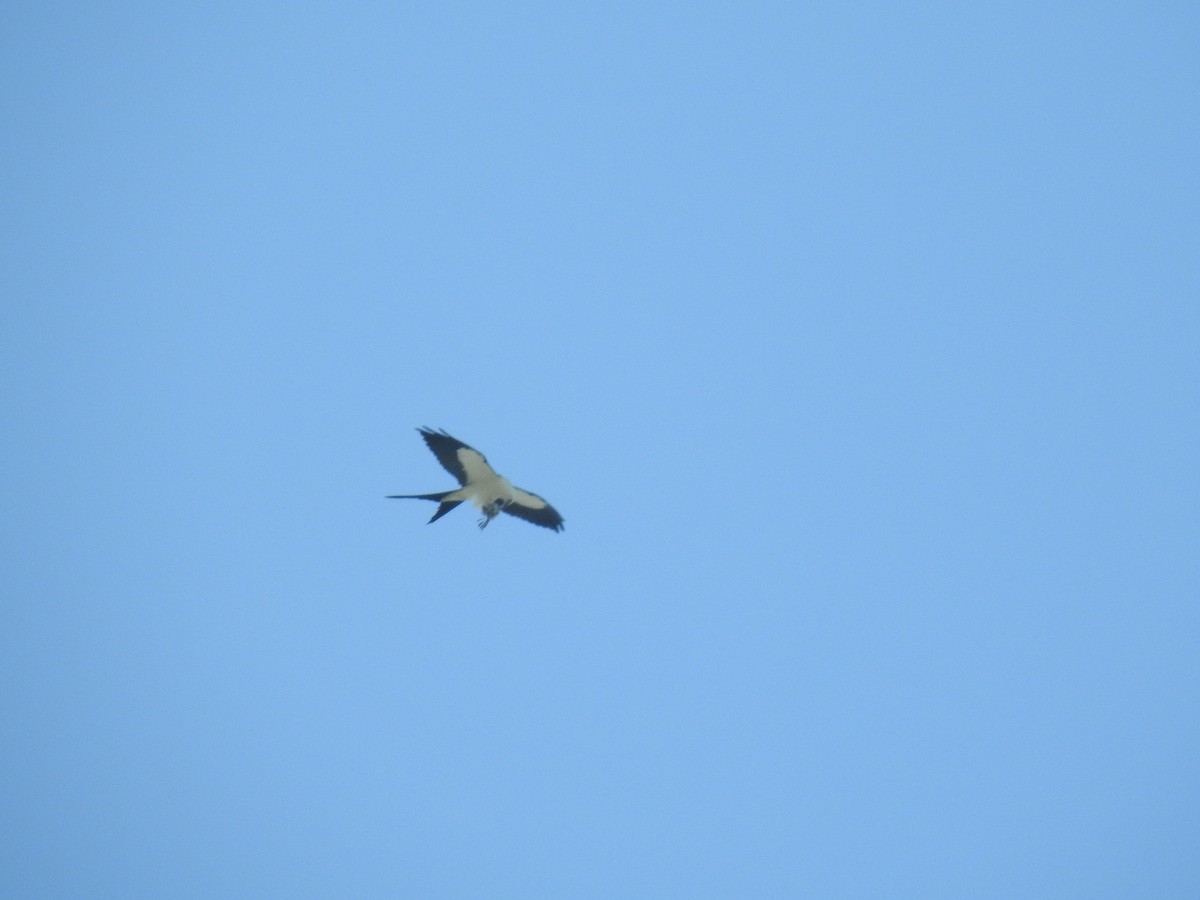 Swallow-tailed Kite - ML617840036
