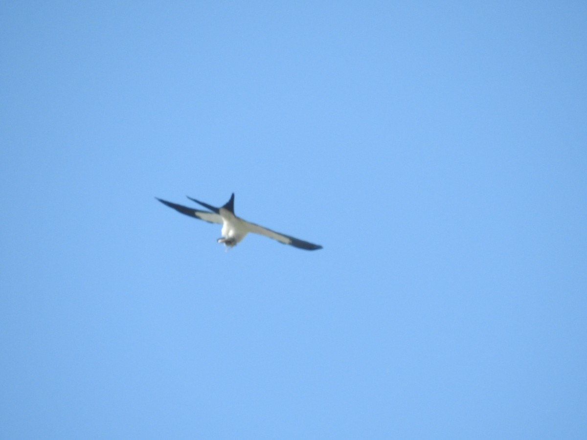 Swallow-tailed Kite - ML617840037