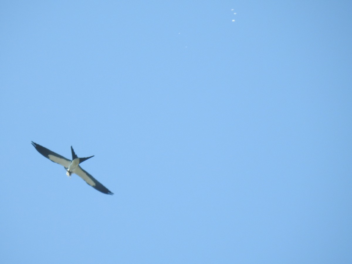 Swallow-tailed Kite - ML617840038