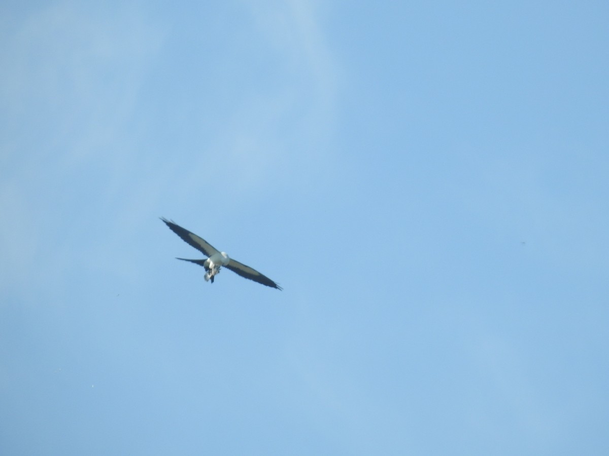 Swallow-tailed Kite - ML617840040