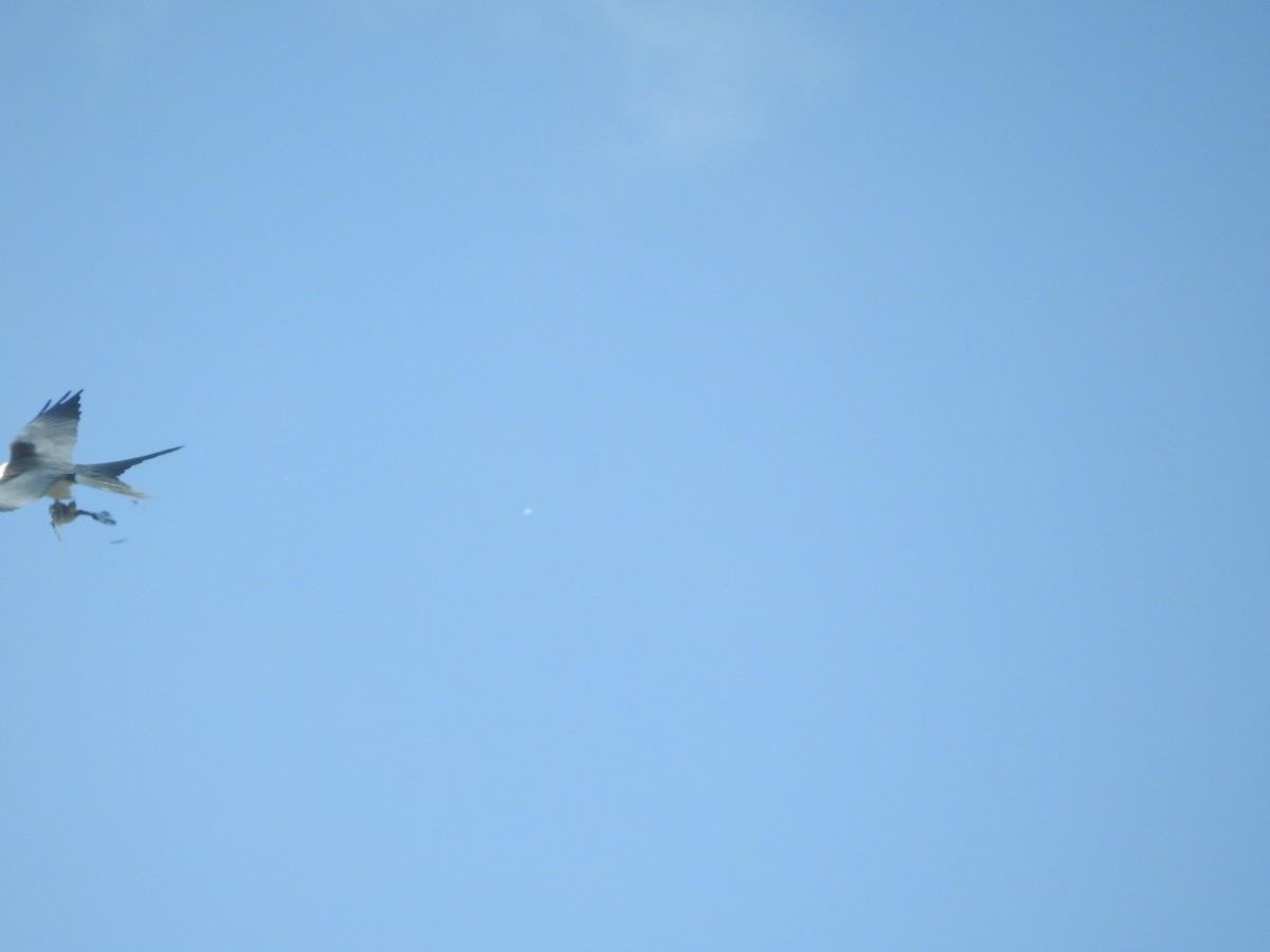 Swallow-tailed Kite - ML617840041