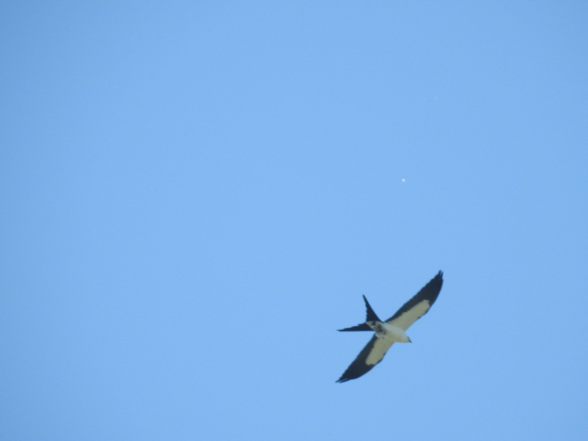 Swallow-tailed Kite - Andrew Durso