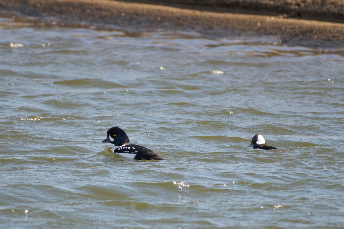 Barrow's Goldeneye - ML617840046