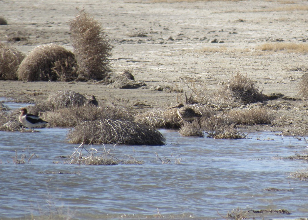 Whimbrel - ML617840109