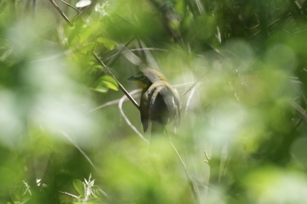 Yellow-breasted Chat - ML617840126