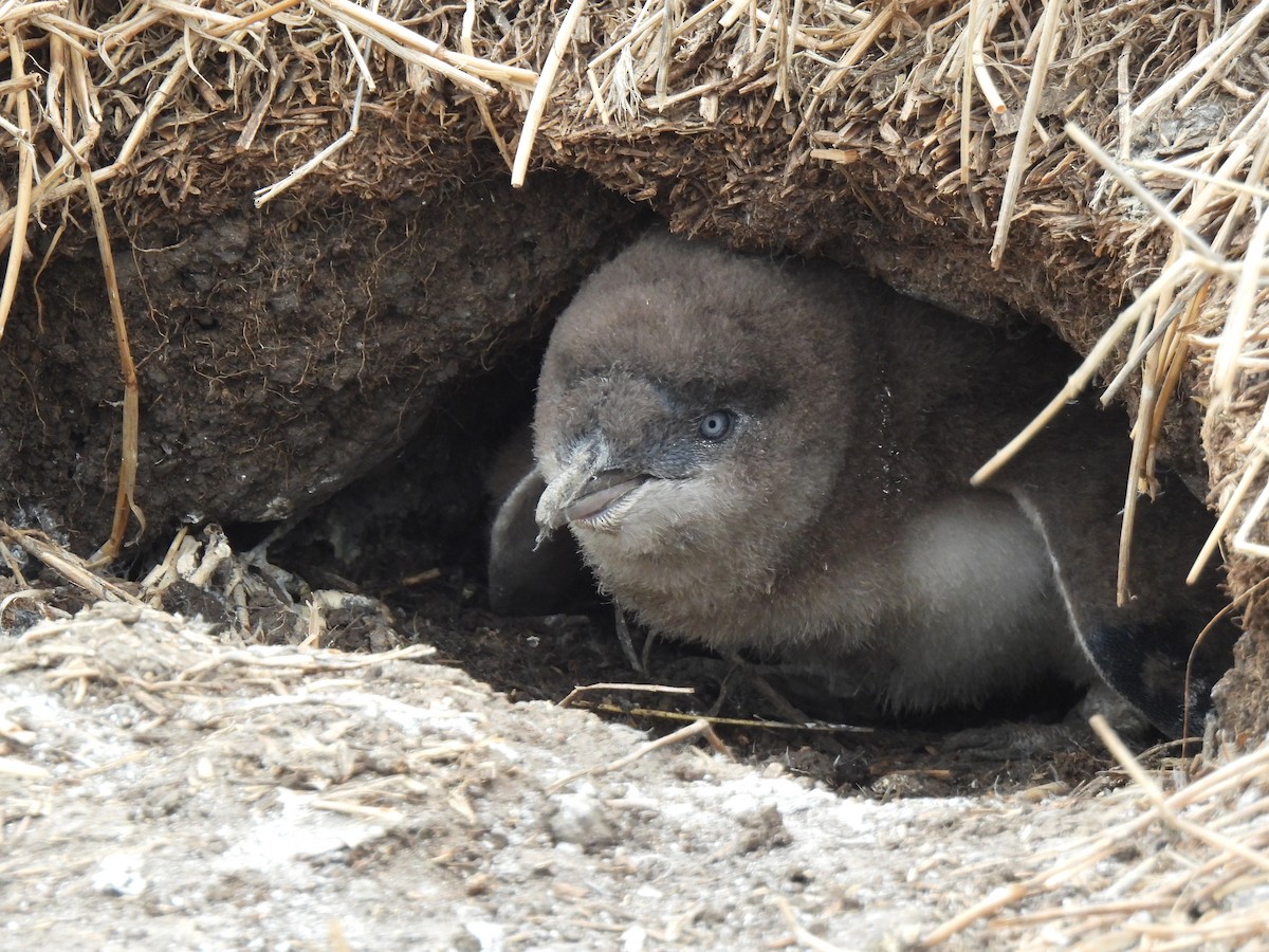 Little Penguin - ML617840149