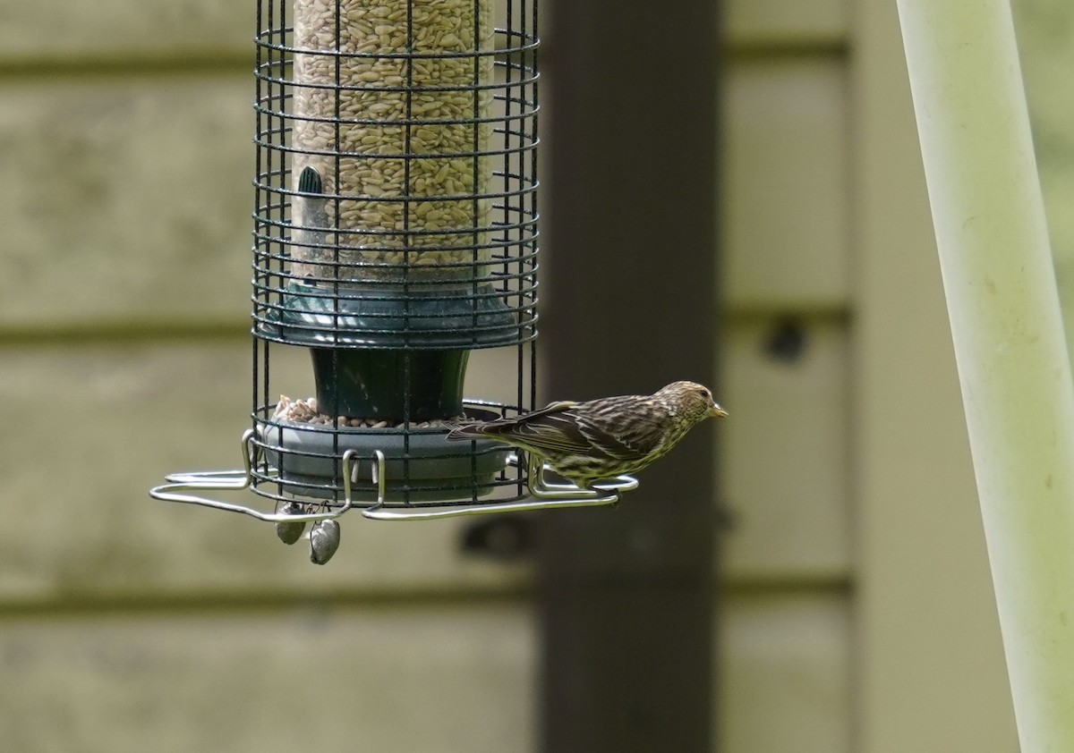 Pine Siskin - ML617840193