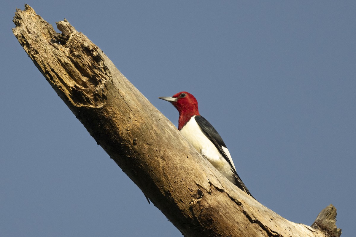 Red-headed Woodpecker - Bruce Evans
