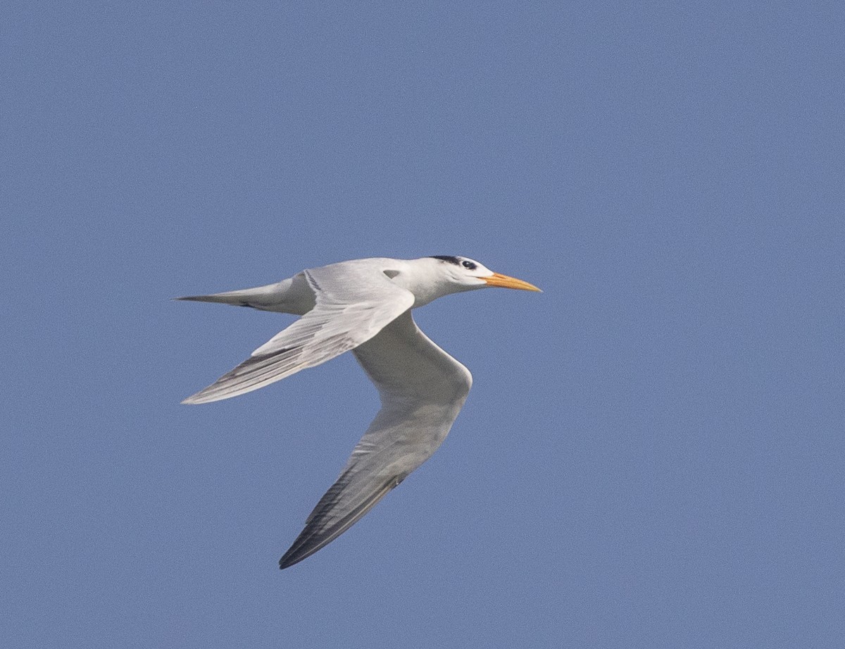 Lesser Crested Tern - ML617840227