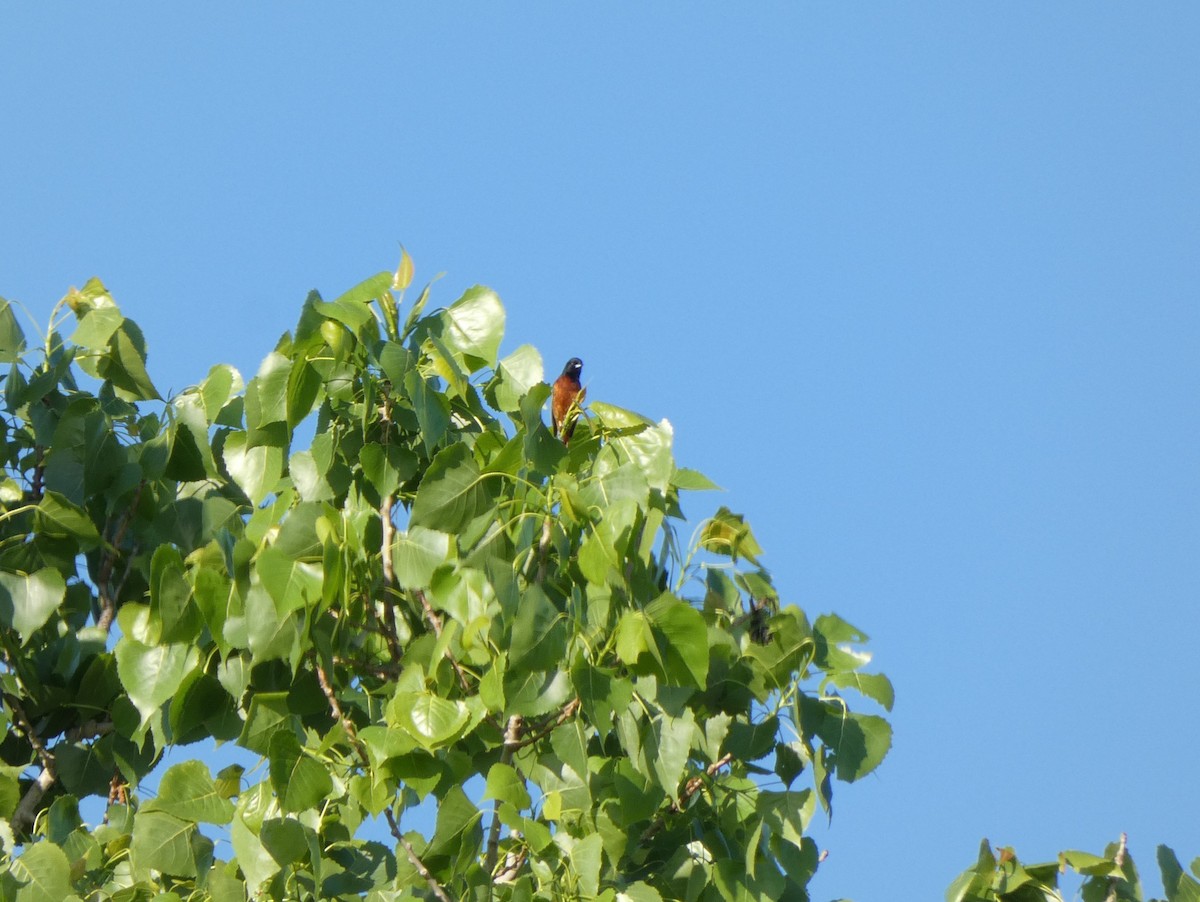 Orchard Oriole - Chris Monahan