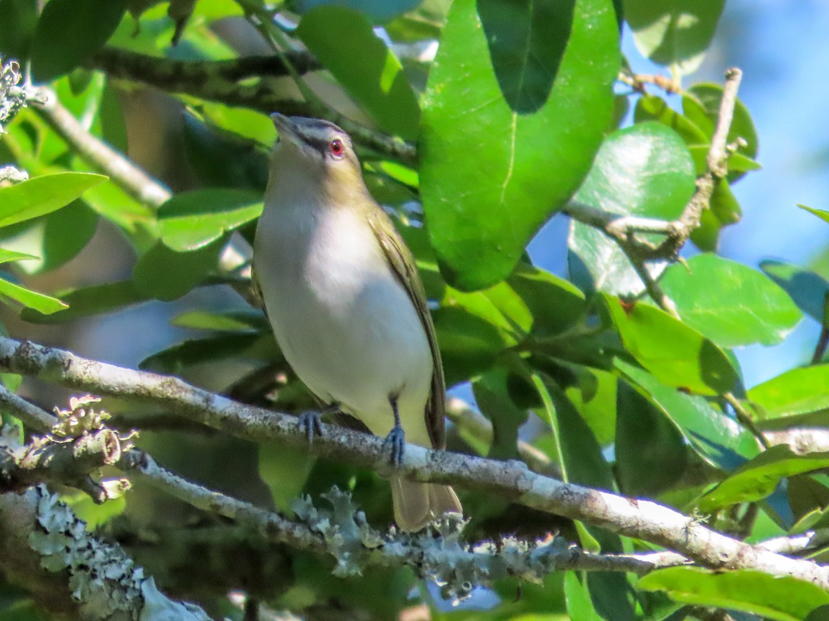 Red-eyed Vireo - Teresa Connell