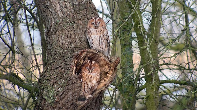 Tawny Owl - ML617840287