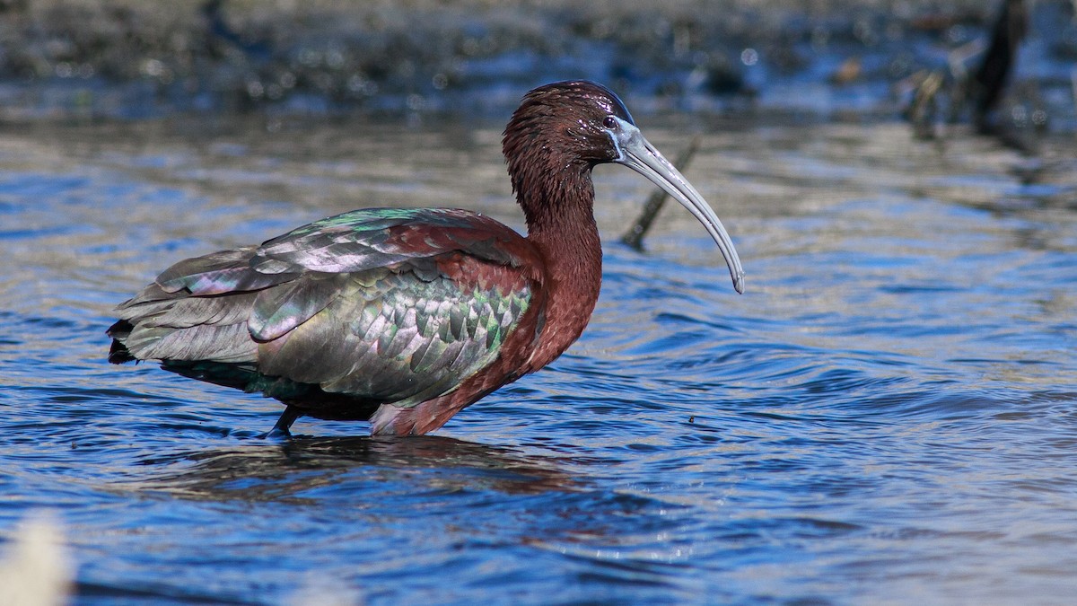 Glossy Ibis - ML617840290