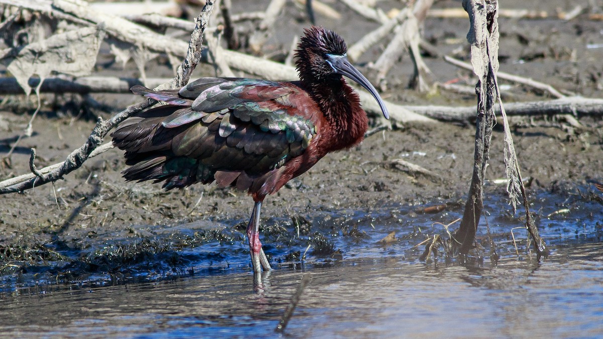 Glossy Ibis - ML617840291