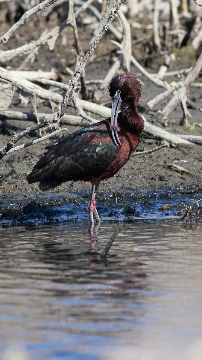 ibis hnědý - ML617840292