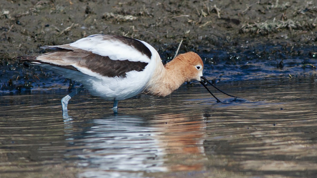 American Avocet - ML617840298