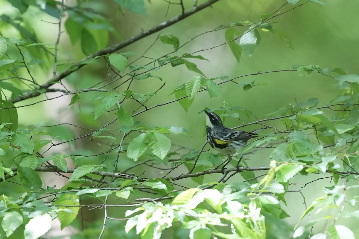 Yellow-rumped Warbler - ML617840299