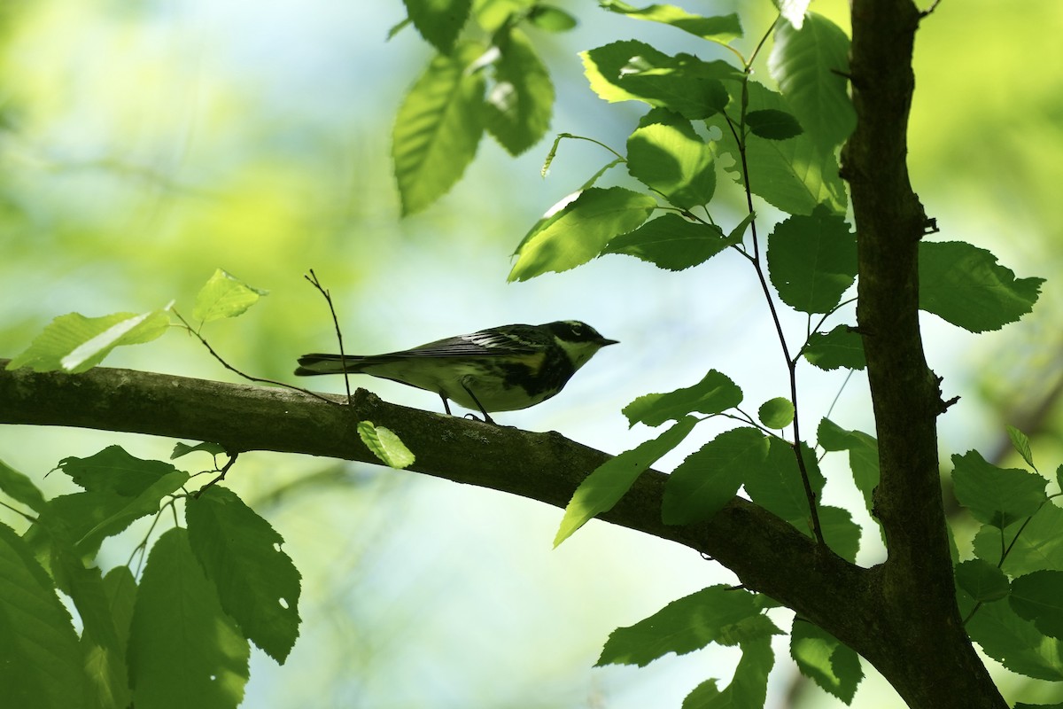 Yellow-rumped Warbler - ML617840300