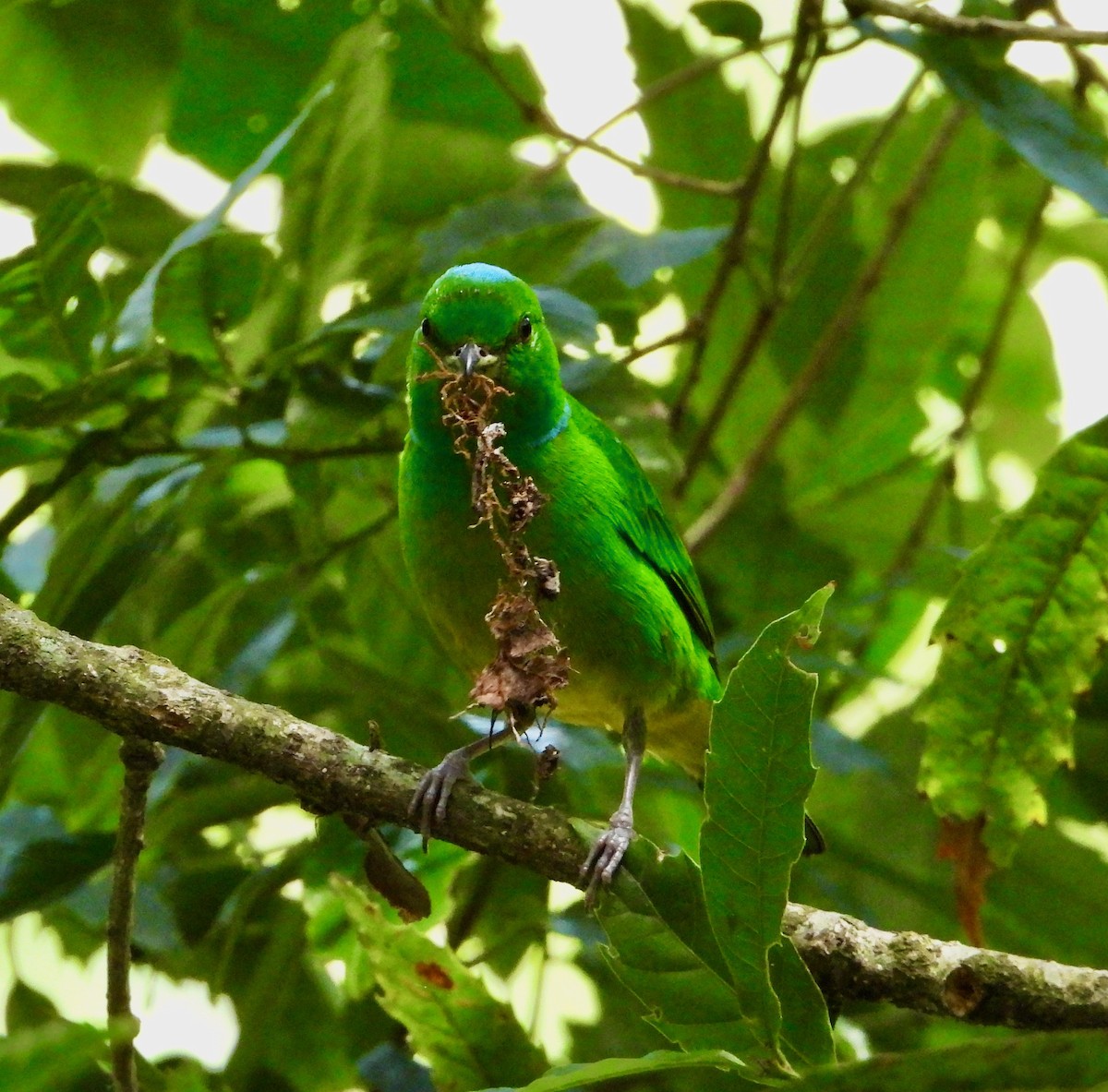 Blue-crowned Chlorophonia - Kisa Weeman