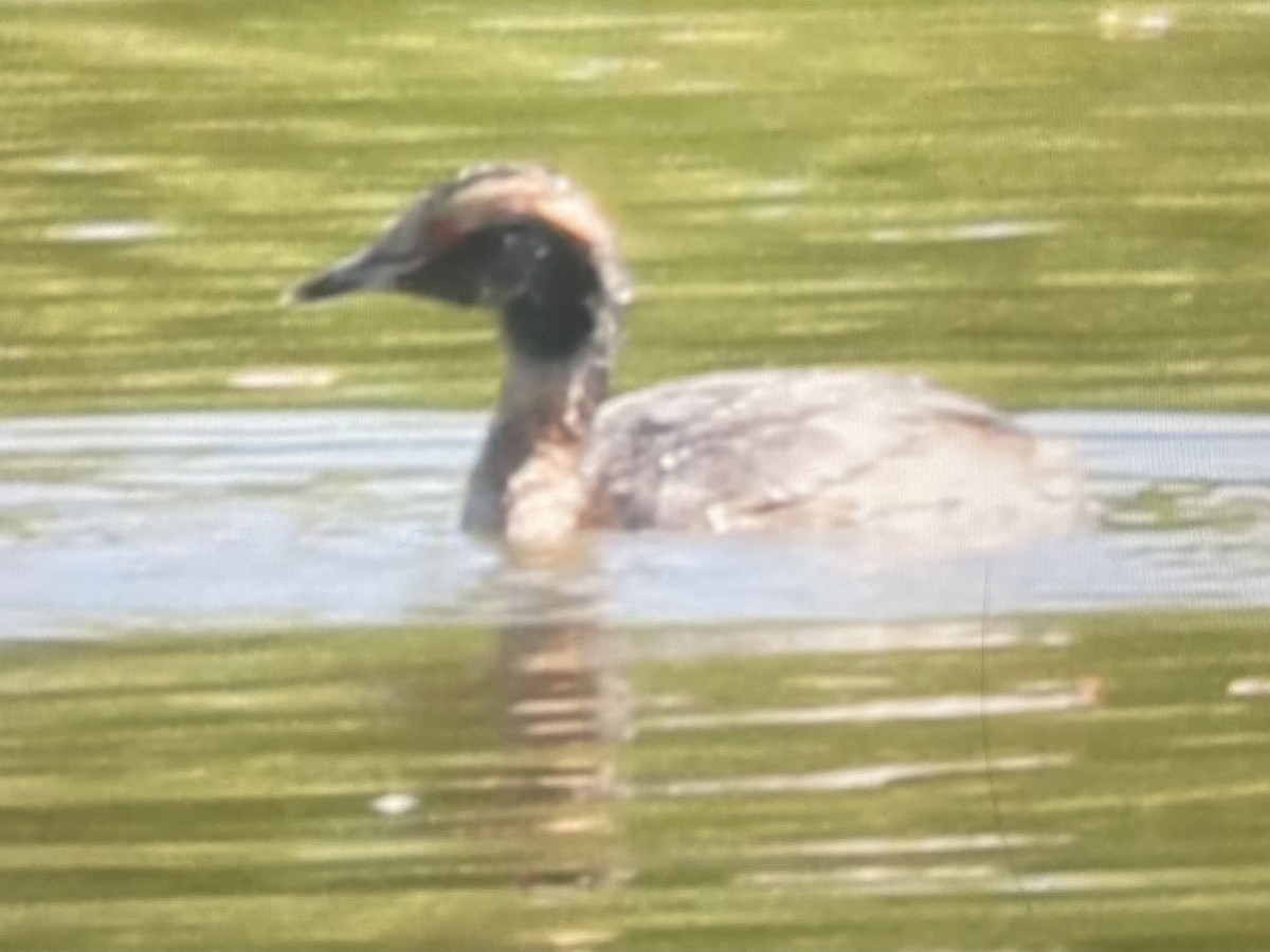 Horned Grebe - ML617840346