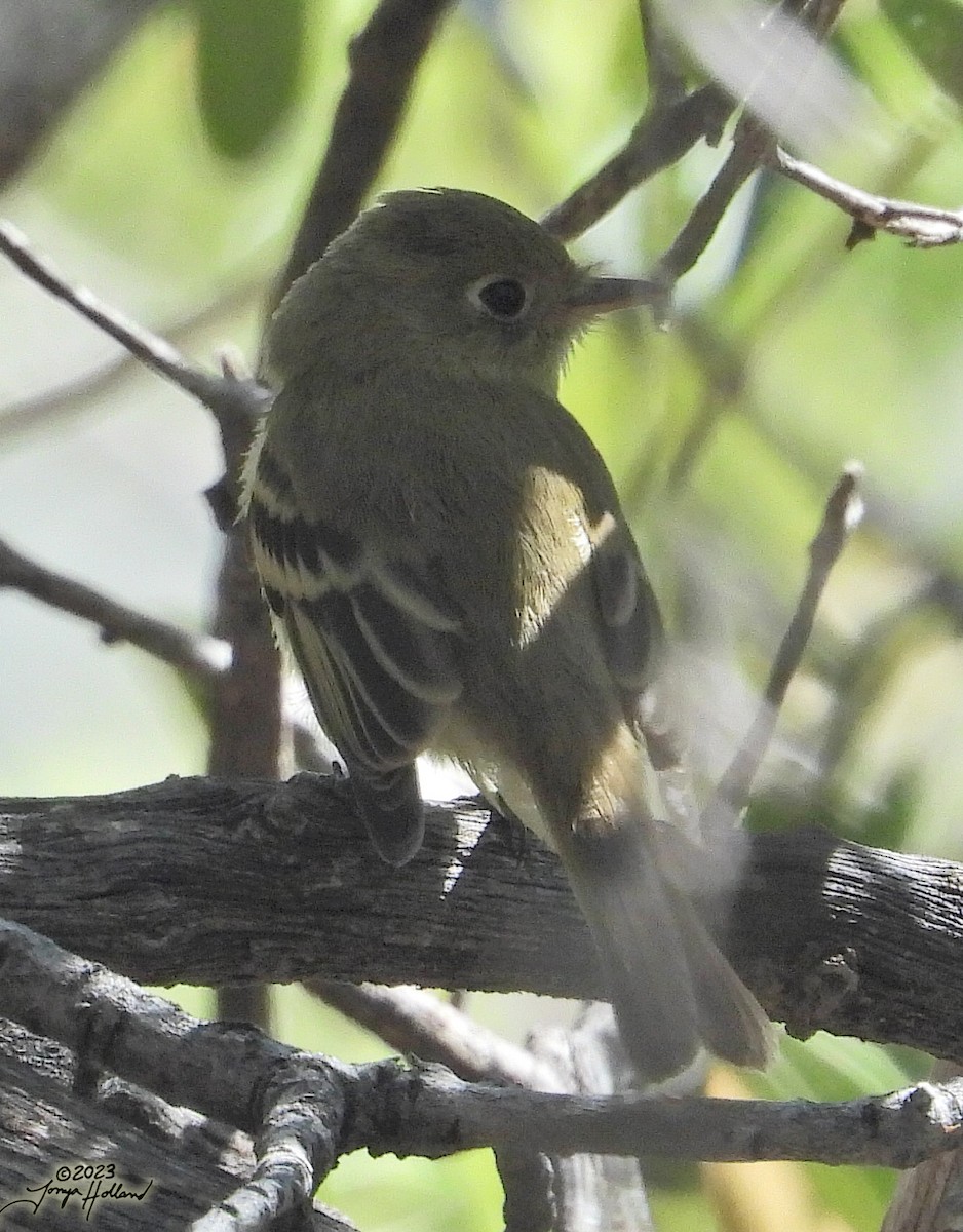 Western Flycatcher - ML617840355