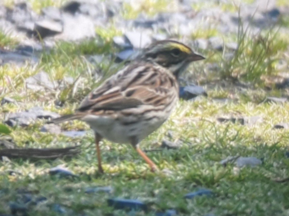 Savannah Sparrow - ML617840357