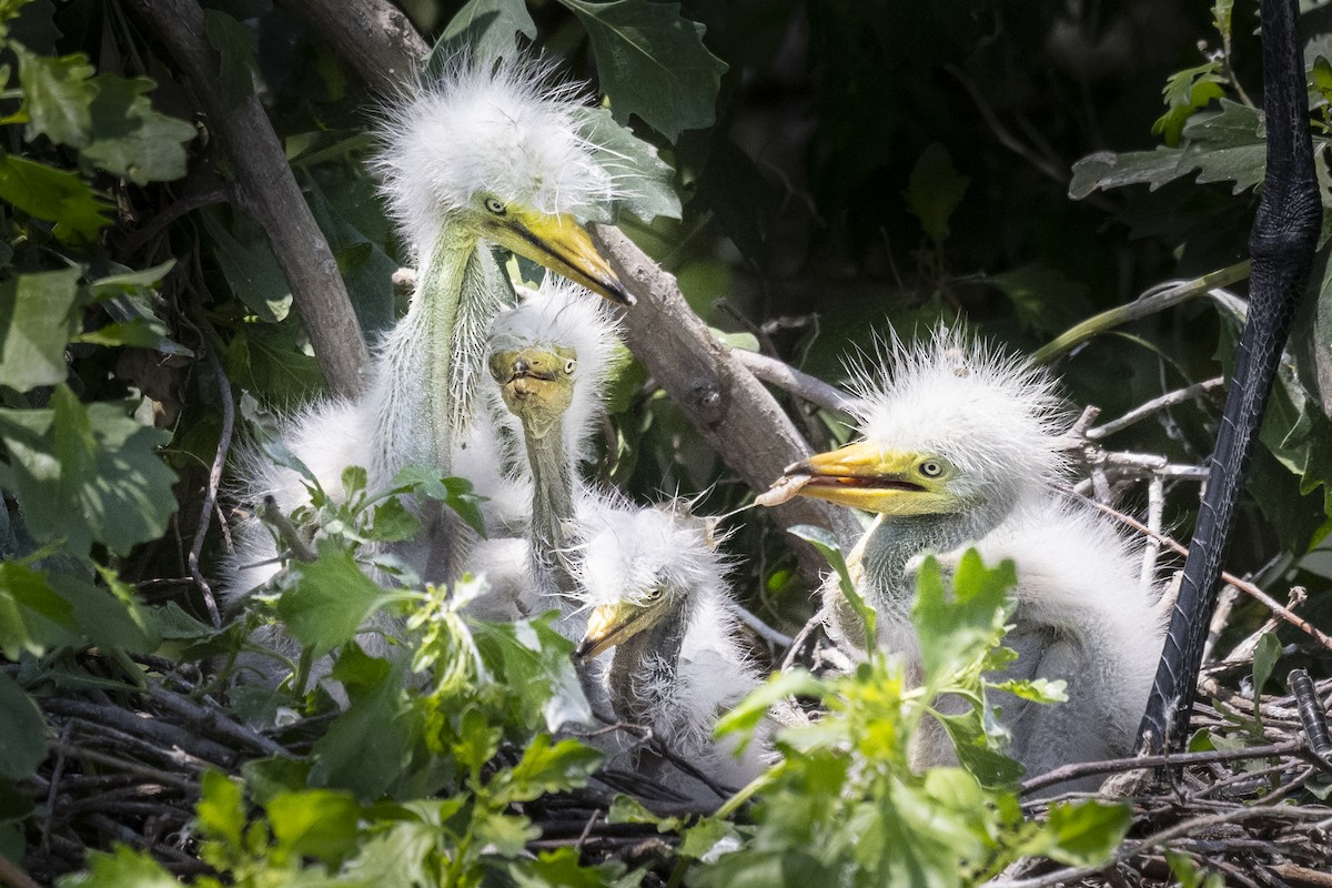 Great Egret - ML617840366