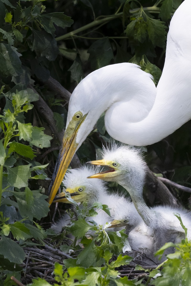 Great Egret - Bruce Evans