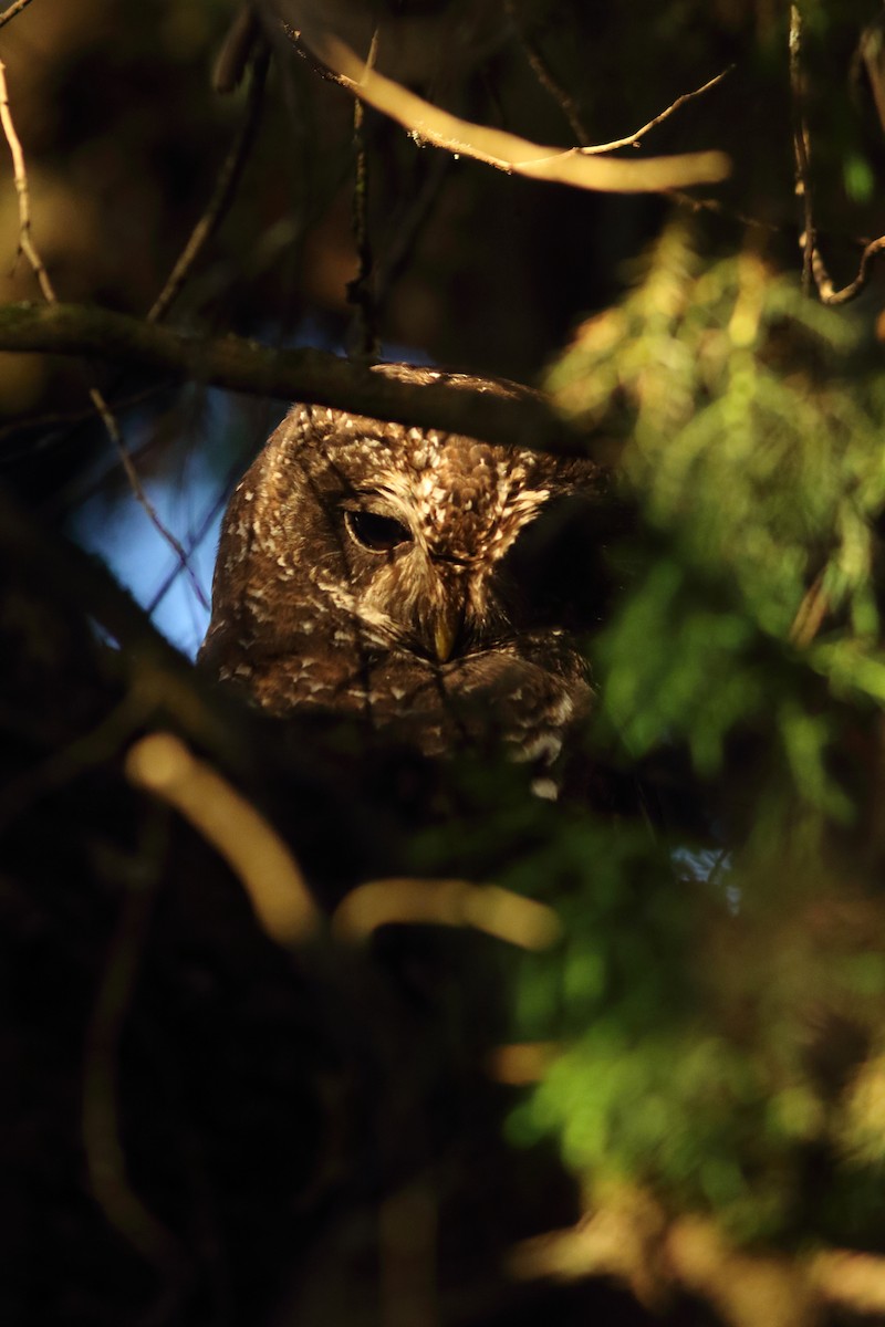 African Wood-Owl - ML617840372