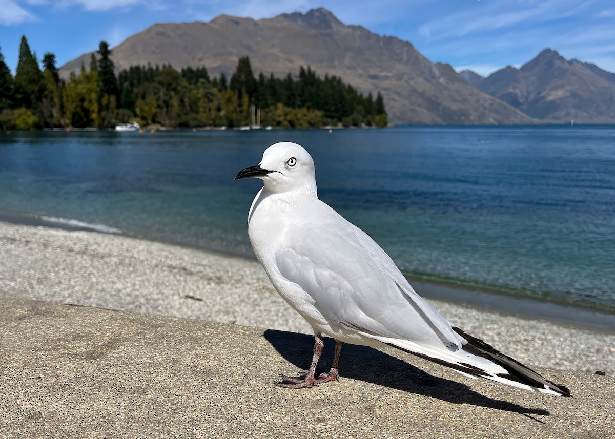 Black-billed Gull - ML617840379