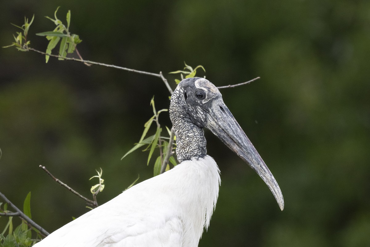 Wood Stork - ML617840387