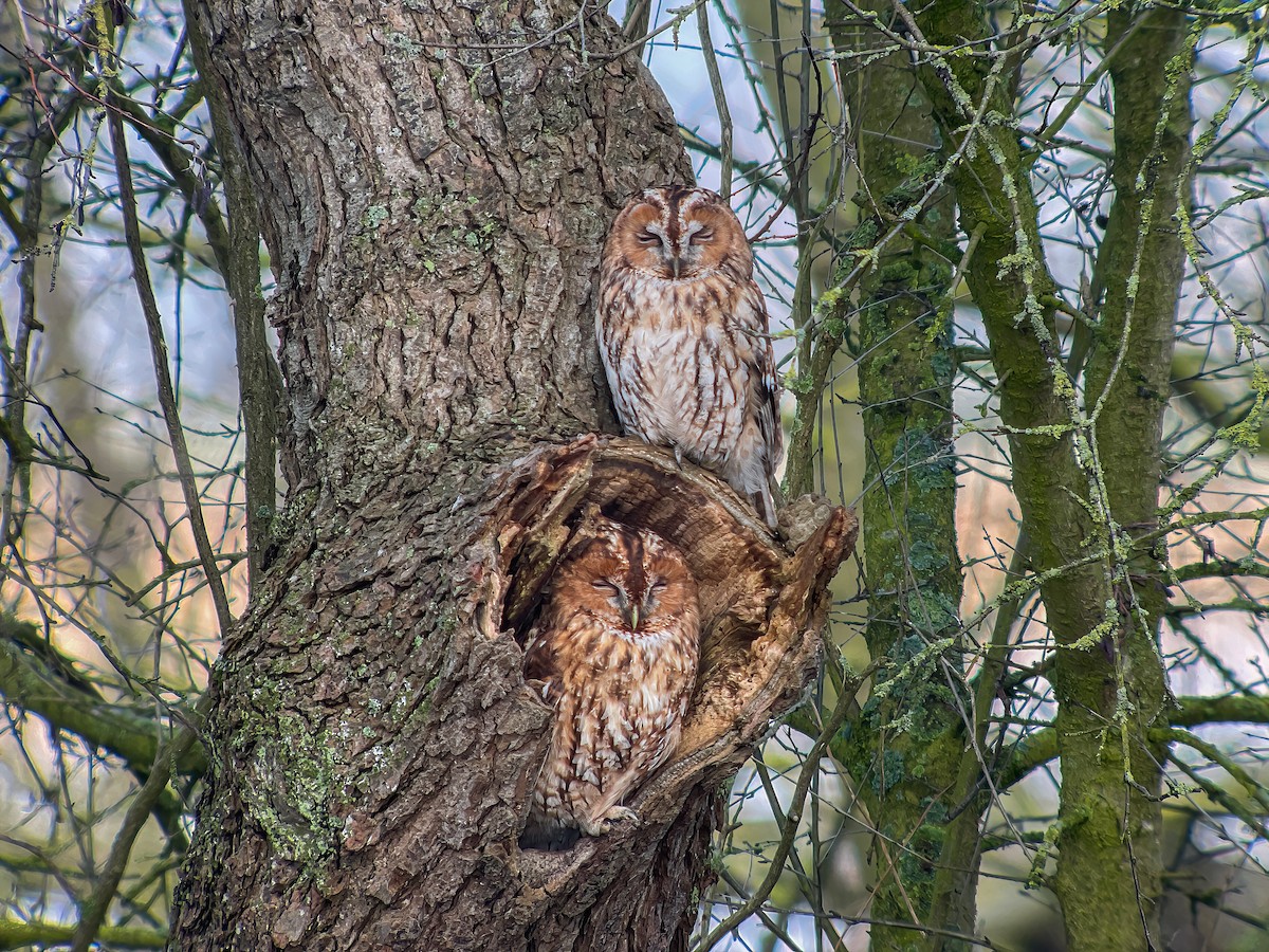 Tawny Owl - ML617840395