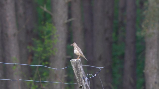 Mistle Thrush - ML617840430