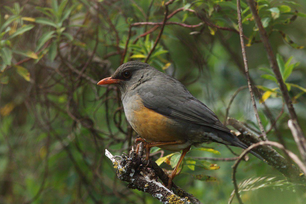 Abyssinian Thrush - Andrey Mikhaylov