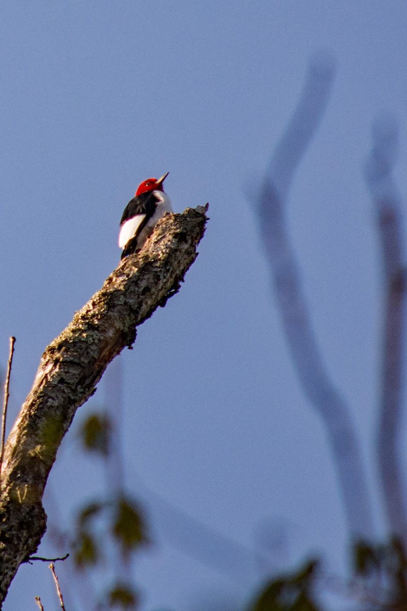 Red-headed Woodpecker - ML617840484