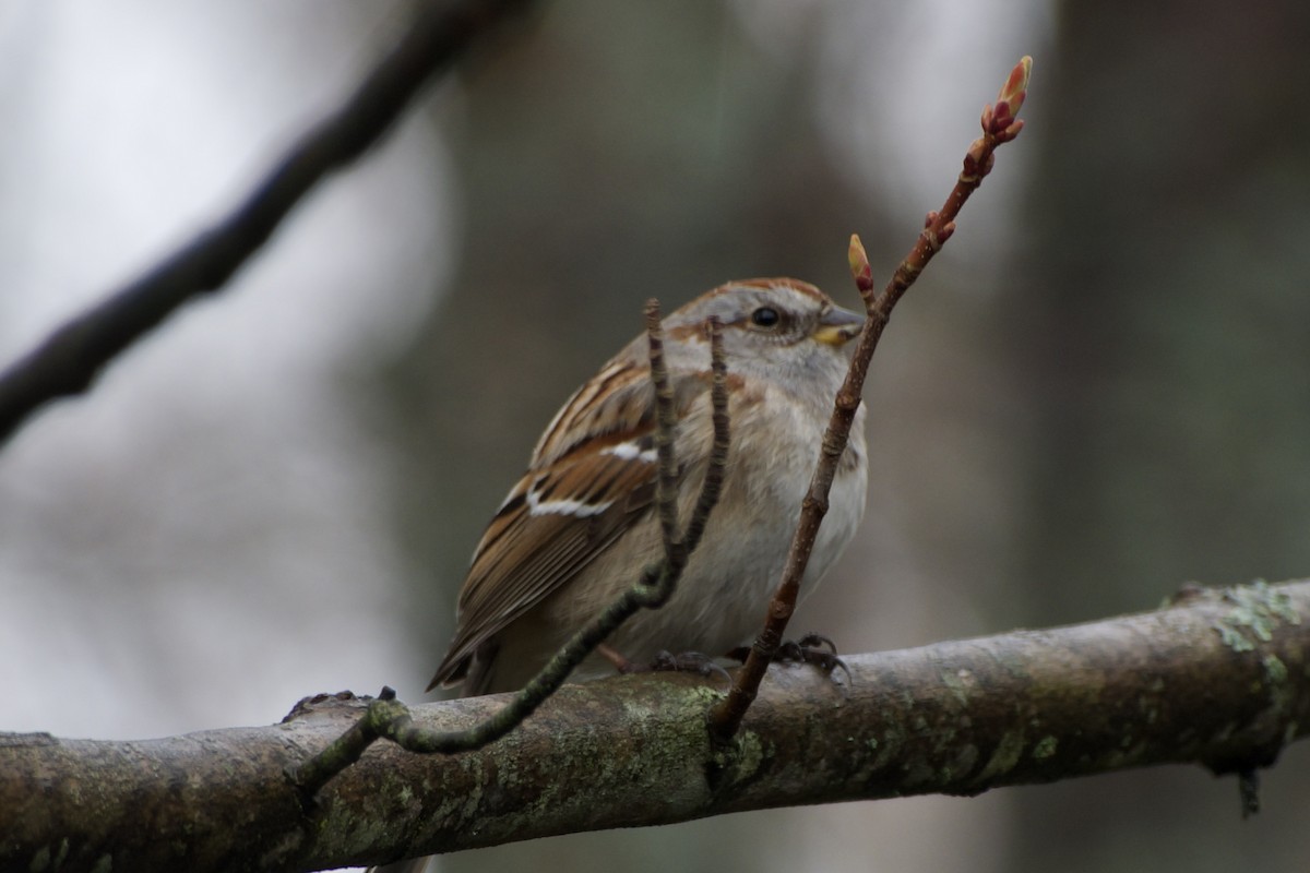 American Tree Sparrow - ML617840493