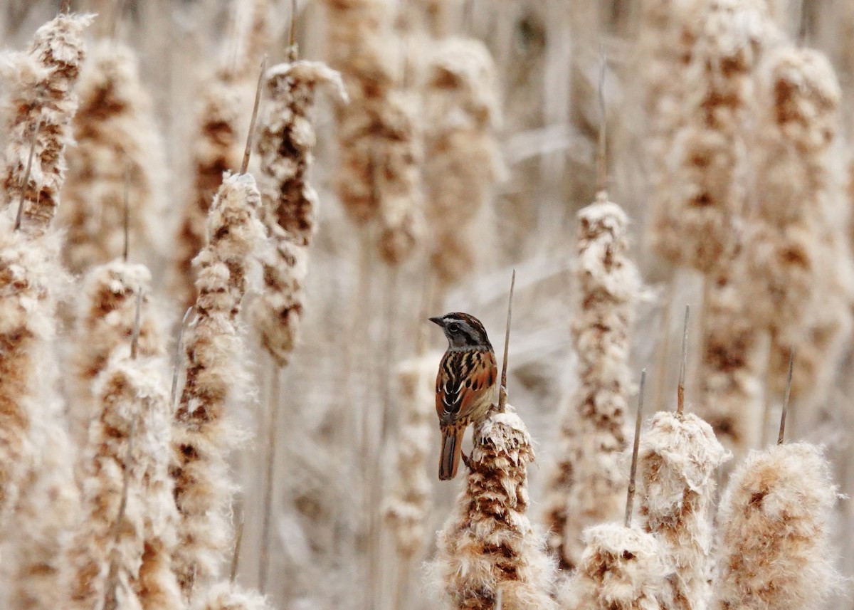 Swamp Sparrow - ML617840504