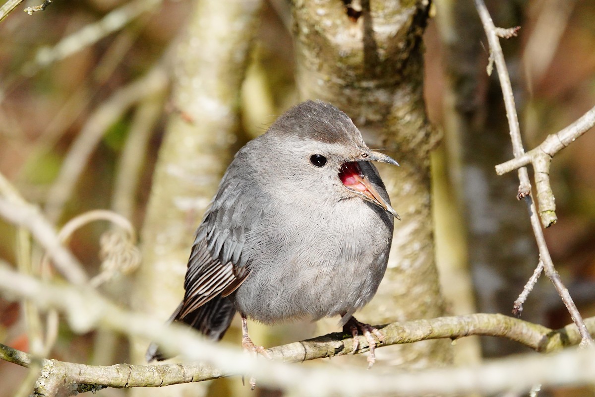 Gray Catbird - ML617840551