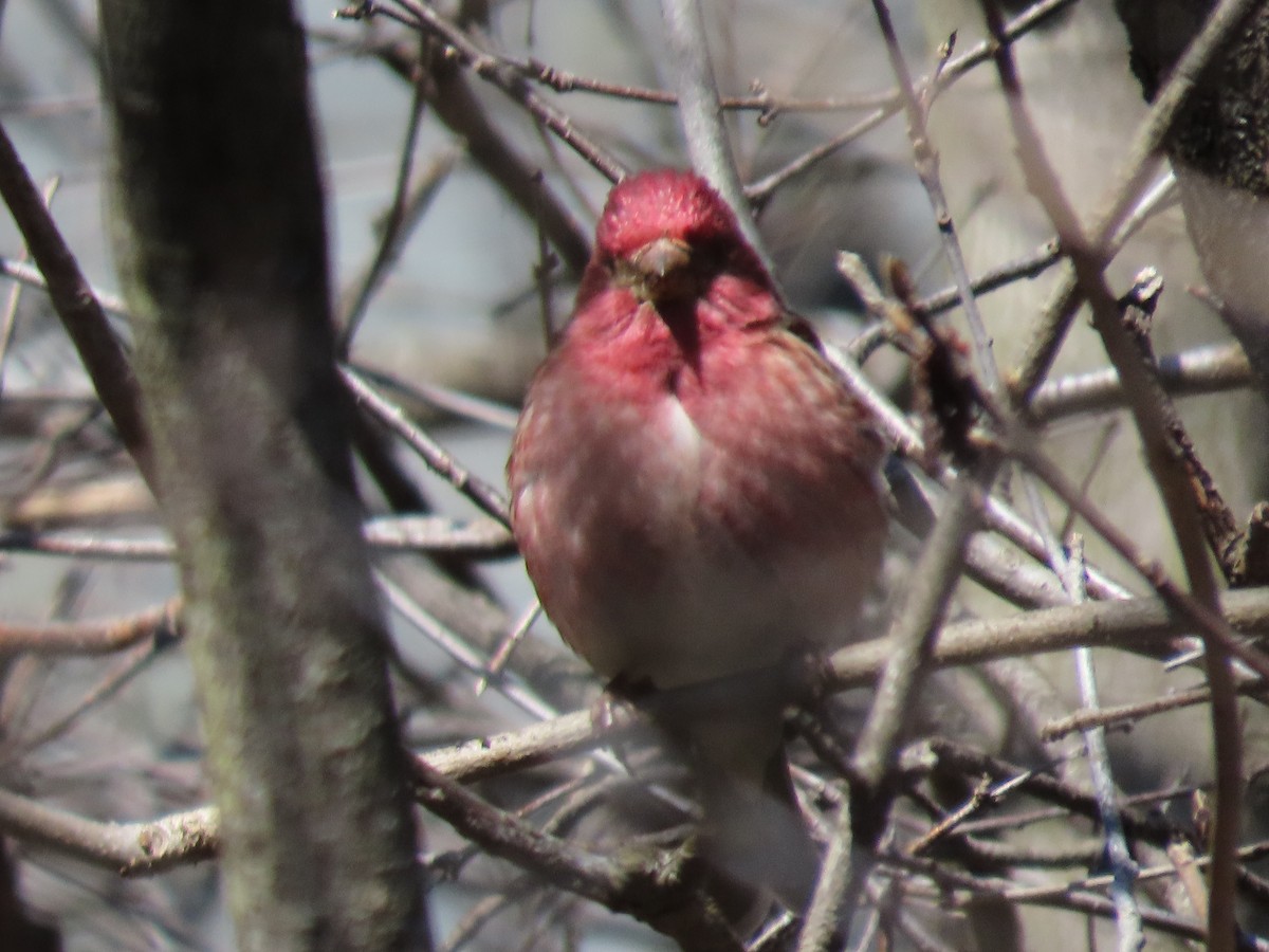 Purple Finch - ML617840554