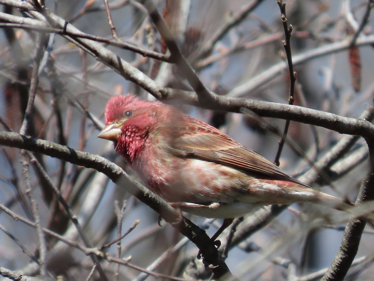 Purple Finch - ML617840571
