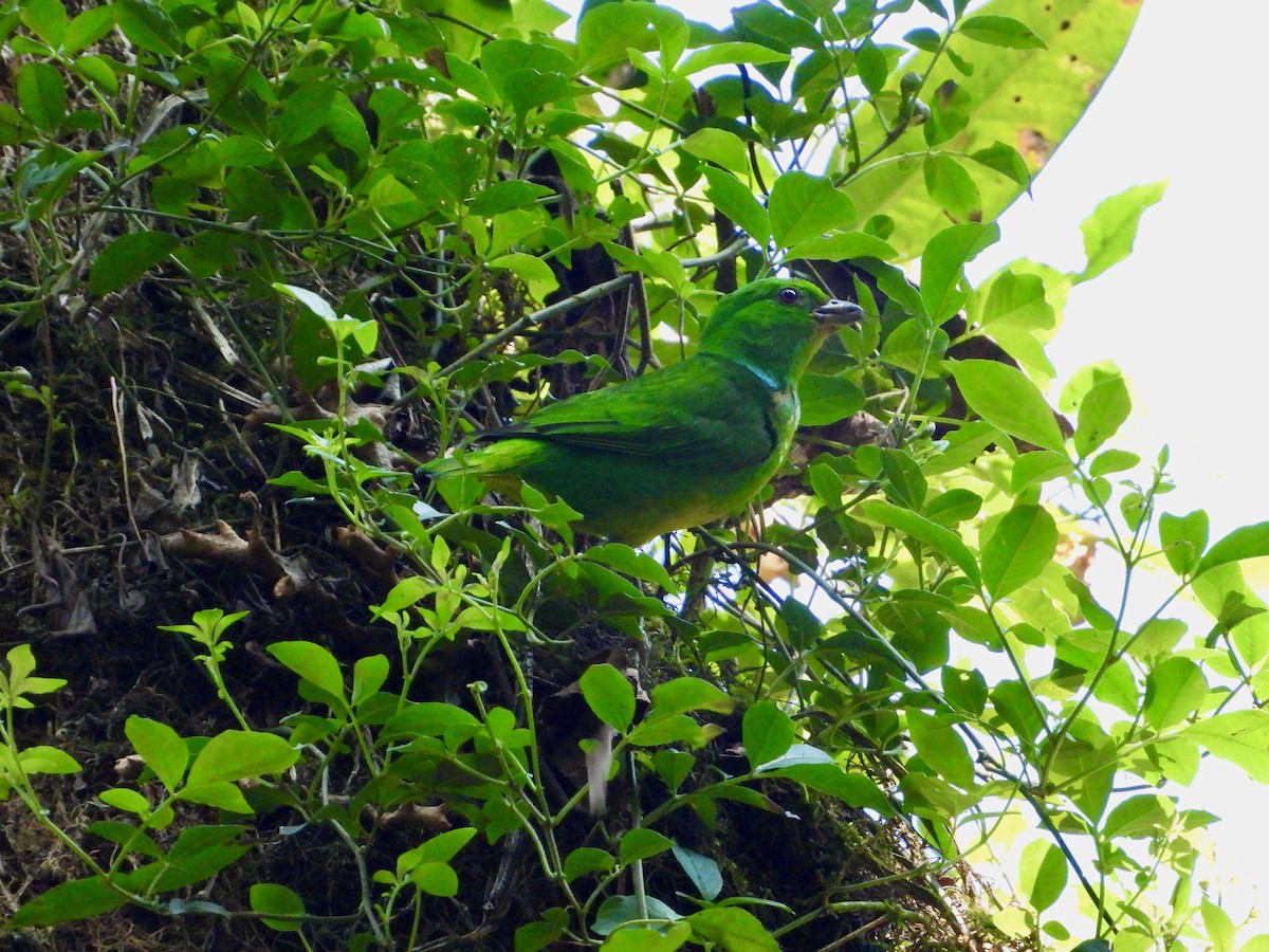 Clorofonia Coroniazul - ML617840572